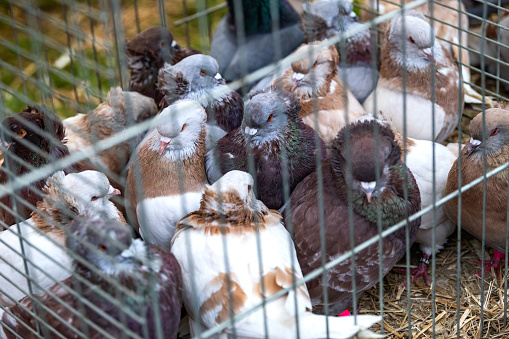 Famous fair of Beaucroissant, he oldest fair of France since year 1219. Pigeons to be sale in a cage