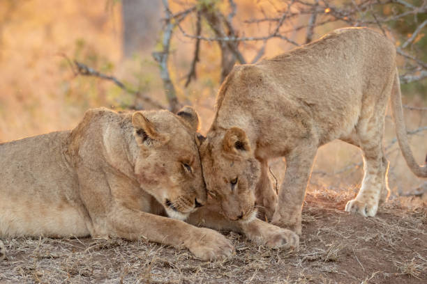 istock Lionesses in the wild greet each other by nudging heads affectionately 1484195540