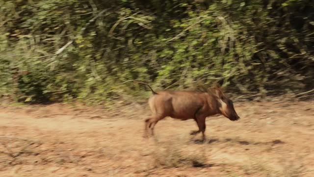 Warthog running through the bush in a wildlife reserve