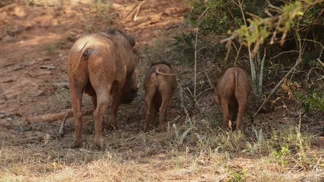 Warthog and piglets eating grass in a wildlife reserve