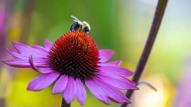 Photo of Close-up view of a bumblebee foraging