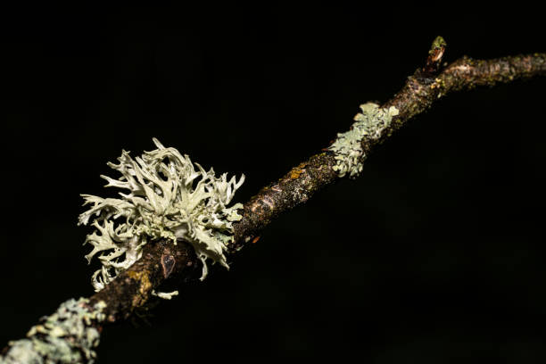 istock moss forest nature spring rain wildlife green bud 1484199933