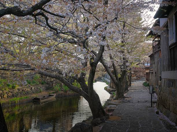 istock Japanese landscape1319 cherry blossom 1484200597