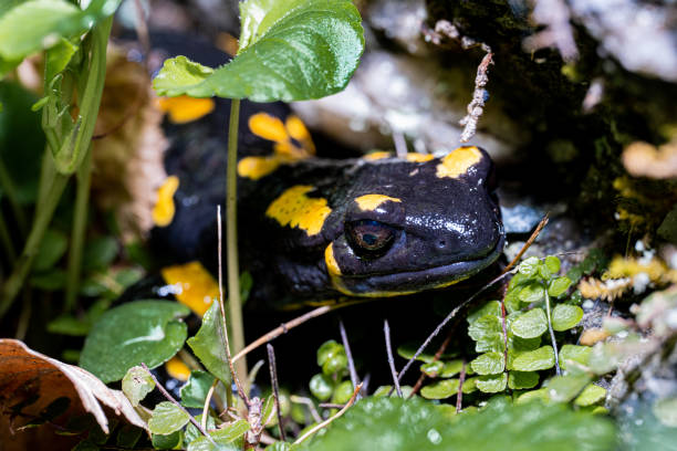 istock fire salamander tiger yellow black 1484201184