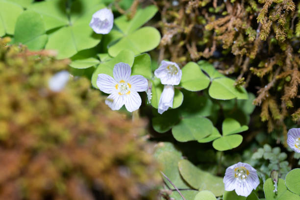 istock flower blue forest nature green rain spring 1484201283