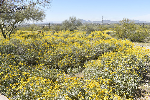 brittlebush landscape, springtime\nScottsdale, Arizona  USA