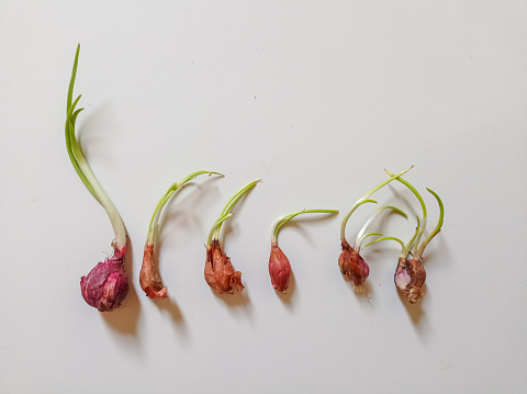 Sprouted shallots on white background
