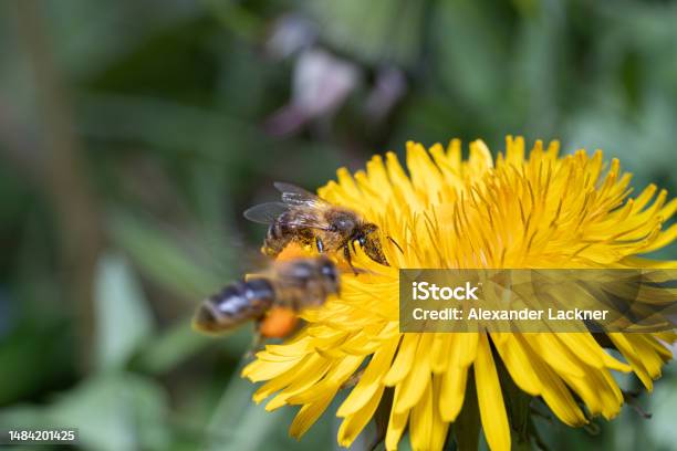 Bee Honey Honeybee Yellow Sting Pollen Stock Photo - Download Image Now - Austria, Bee, Color Image
