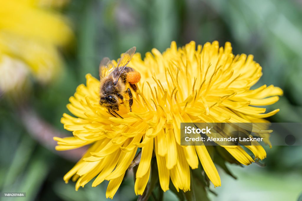 bee honey honeybee yellow sting pollen bee honey honeybee yellow sting pollen spring work hard drone Austria Stock Photo
