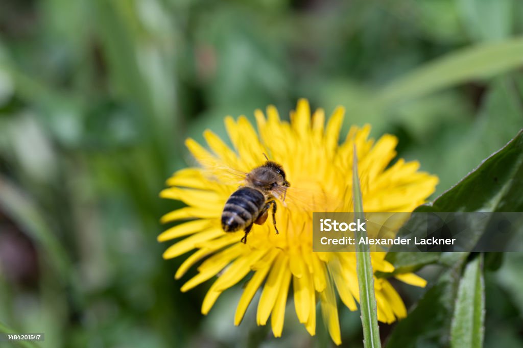 bee honey honeybee yellow sting pollen bee honey honeybee yellow sting pollen spring work hard drone Austria Stock Photo