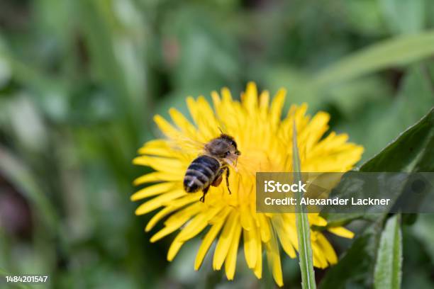 Bee Honey Honeybee Yellow Sting Pollen Stock Photo - Download Image Now - Austria, Bee, Color Image