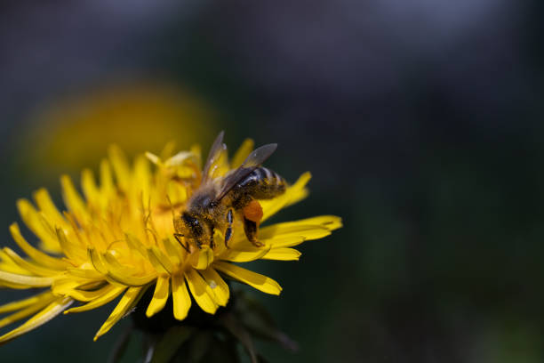 Bee on flower.