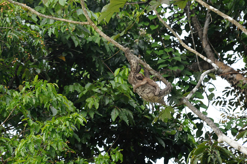 a sloth and her baby clinging in the amazon rainforest - Brazil
