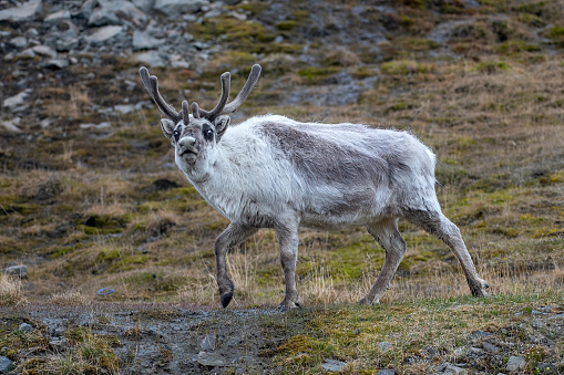 A Reindeer standing or walking on a plateau in the mountains of Norway. Surrounded  by rocks and moss