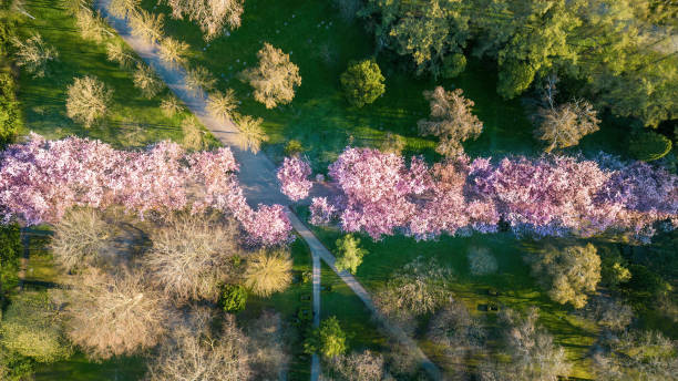 istock Cherry Blossom Trees At Bispebjerg Cemetery, Copenhagen, Denmark 1484203032