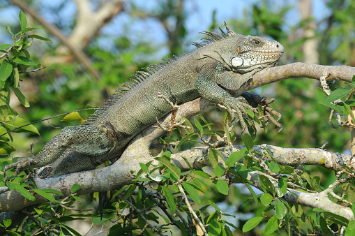 Green iguana in wetland of brasilian Pantanal - Brazil