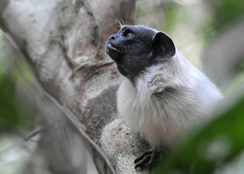 Pied Tamarins in a forest near Manaus - the Amazonas - Brazil