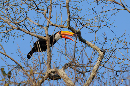 Toco toucan on a tree in the Brazilian Pantanal - Brazil