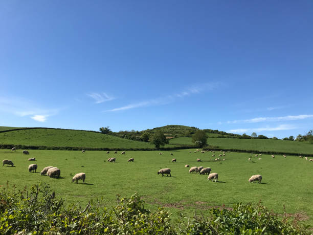 istock English summer landscape with sheep 1484204043
