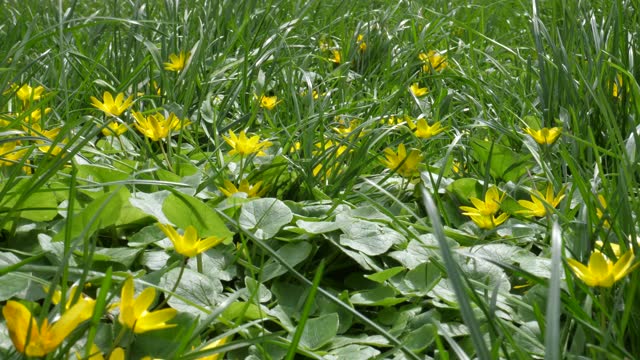 4K Video Of Flowering Yellow Marsh Marigold In Fresh Green Grass Shaking In A Strong Wind