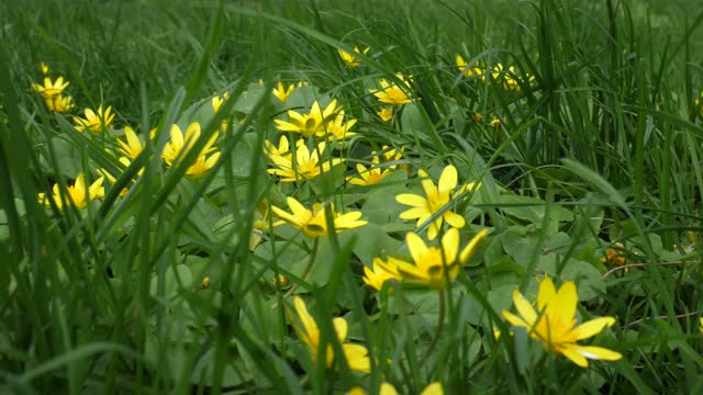 Closeup 4K video of wind sways the meadow grass in which grows a flowering bunch of Marsh Marigold