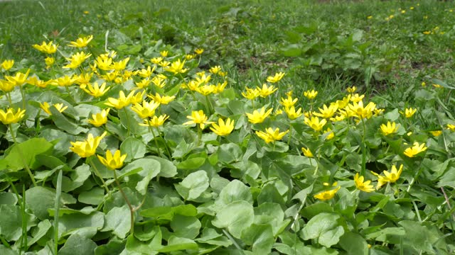 4K Video Of Blooming Caltha Palustris or Yellow Marsh Marigold With Flowers Waving On A Wind On A Meadow