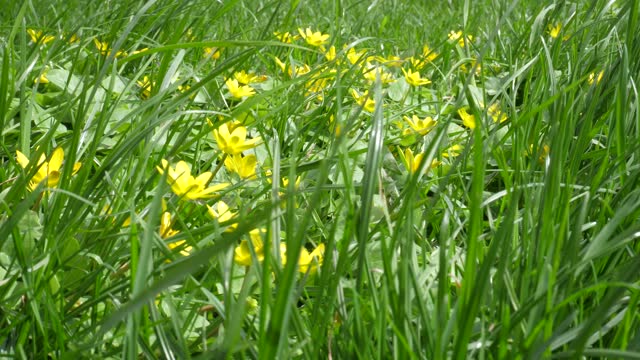 Yellow flowers in a meadow in the juicy grass swaying in the wind 4K with original sounds of birdsong and a distant river