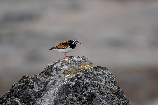 istock ruddy turnstone on a rock in Svalbard Island - Norway 1484208691