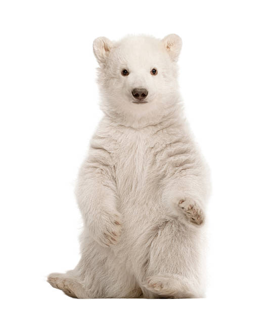 niedźwiedź polarny młode, ursus maritimus, 3 miesiące, siedzi - polar bear young animal cub isolated zdjęcia i obrazy z banku zdjęć