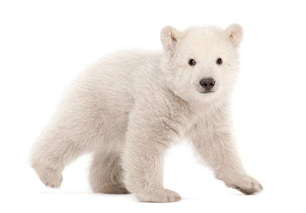 niedźwiedź polarny młode, ursus maritimus, 3 miesiące, chodzenia - polar bear young animal cub isolated zdjęcia i obrazy z banku zdjęć