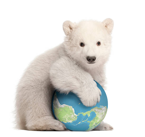 niedźwiedź polarny młode trzyma glob - polar bear young animal cub isolated zdjęcia i obrazy z banku zdjęć