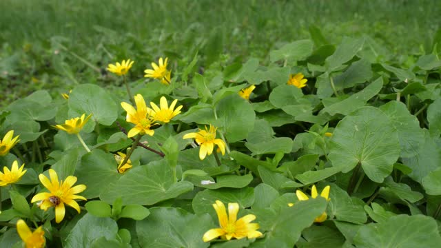 Yellow flowers of the Marsh Marigold have blossomed in a swampy lowland 4K detailed video with original sounds of birds and unseen river nearby