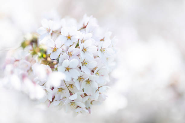 istock Cherry blossom flower in spring. Horizontal saakura theme poster, greeting cards, headers, website and app 1484209853