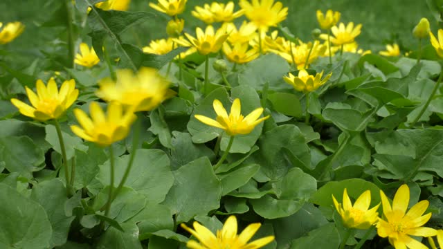 Small Yellow Marsh Marigold Flowers Shaking In A Strong Wind Before The Rain 4K Video With Original Sound Of Wind