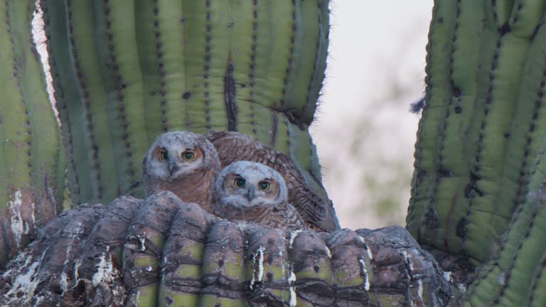 Great Horned Owl Chicks