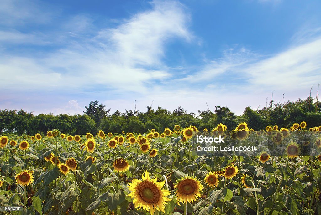 Field of Chrysanthemum - SanShui, Mainland China This shot of chrysanthemum field taken at SanShui, Mainland China. Agricultural Field Stock Photo