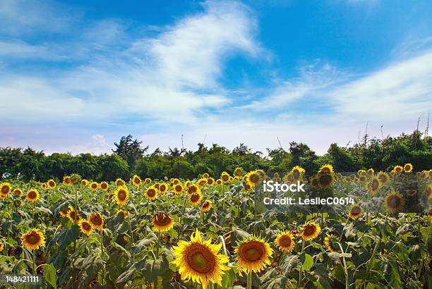 Field Of Chrysanthemum Sanshui Mainland China Stock Photo - Download Image Now - Agricultural Field, Backgrounds, Blue