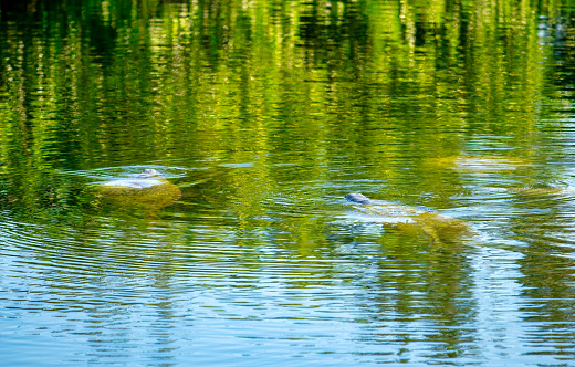 Movement under the water in Florida Everglades.