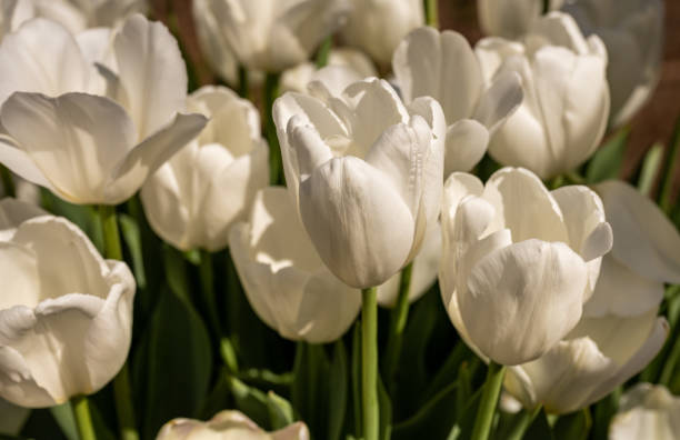 istock Bed Of White Tulips In Full Bloom 1484211485