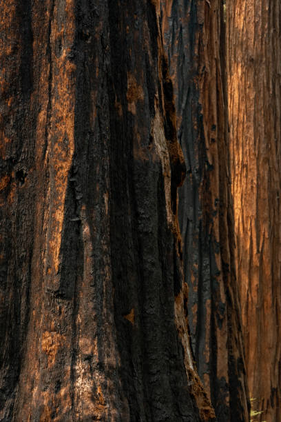 istock Black Burns On The Base of Giant Sequoia Tree 1484211656