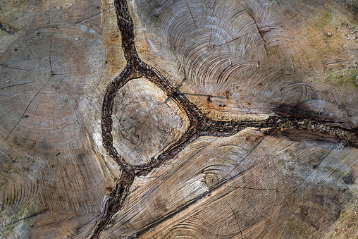 Wood texture of a cut tree trunk