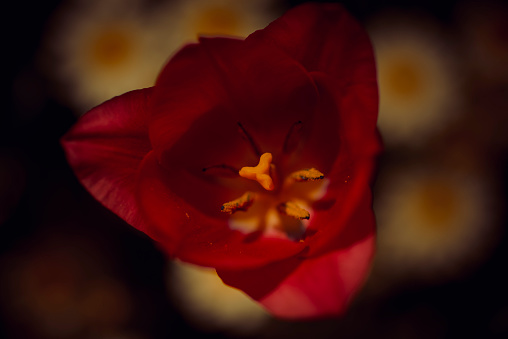 the flower of a tulip close up with a blurred background nature and macro photography