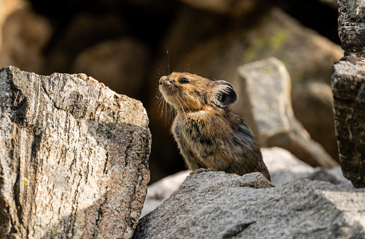 Pika Sniffs at the Ear While Paused in a Boulder Field in Grand Teton National Park