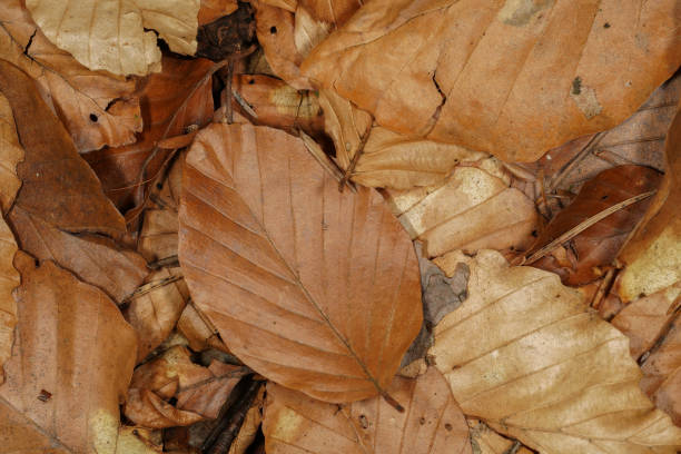 istock Autumnal background with brown leaves on the forest floor 1484213844