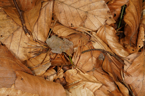 Autumnal background with brown beech leaves, pine needles and wood twigs on the forest floor