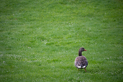 brown duck with white on grass