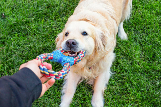 istock Golden retriever dog 1484215543