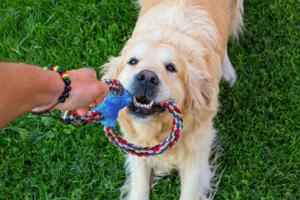 istock Golden retriever dog 1484215656