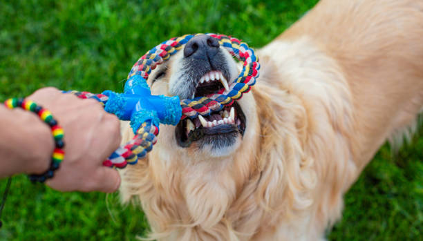 istock Golden retriever dog 1484215684