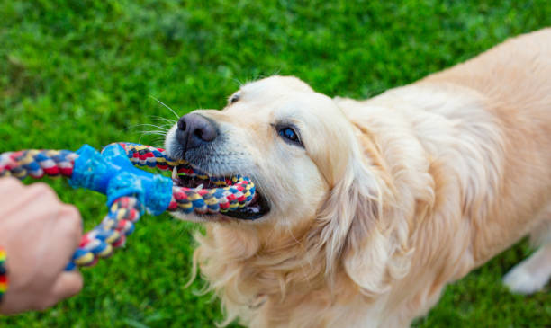 istock Golden retriever dog 1484215704
